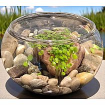 CREATE MINI WATERPLANTS