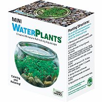 CREATE MINI WATERPLANTS