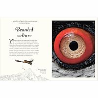 ANTHOLOGY OF EXQUISIT BIRDS---Ben Hoare  Angela Rizza  Daniel Long