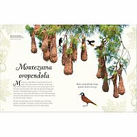 ANTHOLOGY OF EXQUISIT BIRDS---Ben Hoare  Angela Rizza  Daniel Long