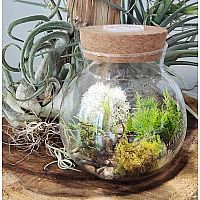 MOSS BOWL GROW YOUR OWN OASIS