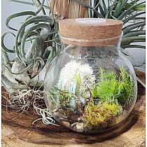 MOSS BOWL GROW YOUR OWN OASIS