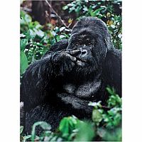 GORILLA PICKING NOSE CARD