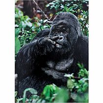 GORILLA PICKING NOSE CARD