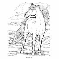 Wonderful World of Horses Coloring Book