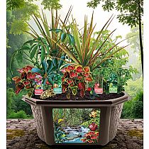 RAINFOREST GARDEN BIOSPHERE