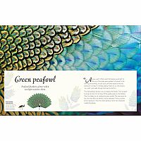 ANTHOLOGY OF EXQUISIT BIRDS---Ben Hoare  Angela Rizza  Daniel Long