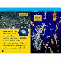 NGR NATIOANL GEOGRAPHIC READERS ARCTIC ANIMALS--Jennifer Szymanski