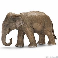 Asian Elephant Female