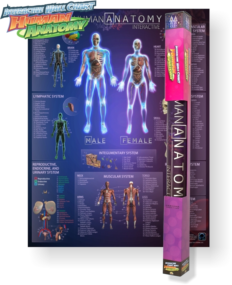 Human Anatomy Interactive Wall Chart Biology Diagrams