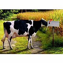 COW IN MAILBOX CARD
