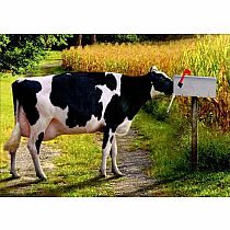 COW IN MAILBOX CARD