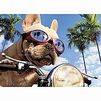 DOG ON MOTORCYCLE CARD