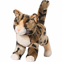 Tashette Bengal Cat