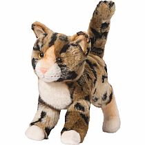 Tashette Bengal Cat