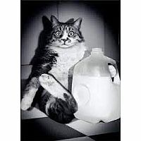 FAT CAT W MILK JUG CARD