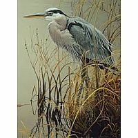 Great Blue Heron 500pc