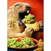 GROUND HOG EATING CHIP BD CRD