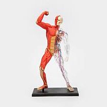 MUSCLE & SKELETON 4D