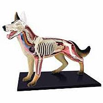 DOG SKELETON 4D