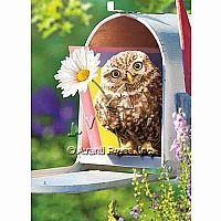 MAILBOX OWL CARD
