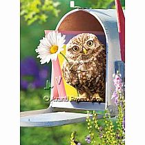 MAILBOX OWL CARD