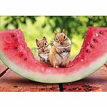 CHIPMUNK WATERMELON BD CARD