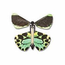 WIND UP BUTTERFLY