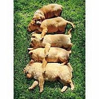 DOGS IN A ROW CARD