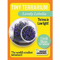 TINY TERRIUMS FLOWERING