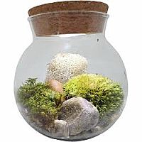 MOSS BOWL GROW YOUR OWN OASIS