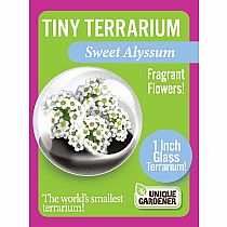 TINY TERRIUMS FLOWERING