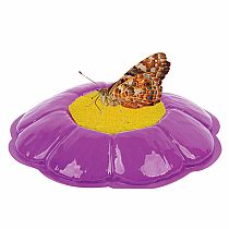 Live Butterfly Garden