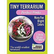 TINY TERRIUMS FLOWERING