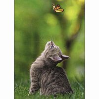 CAT W BUTTERFLY SUPPORT CARD