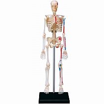 4D Human Anatomy Skeleton Model