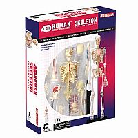 4D Human Anatomy Skeleton Model