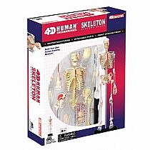 4D Human Anatomy Skeleton Model